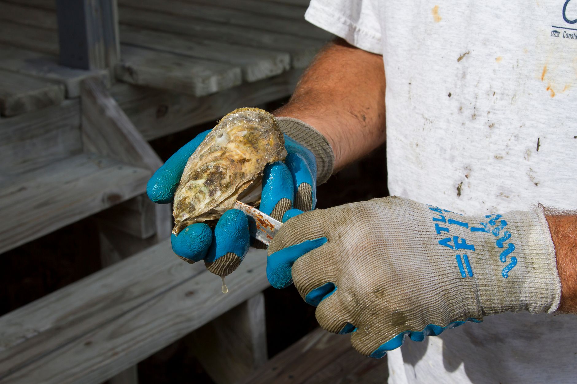 Hands in a cut-resistant glove shucking an oyster with a towel and short oyster knife