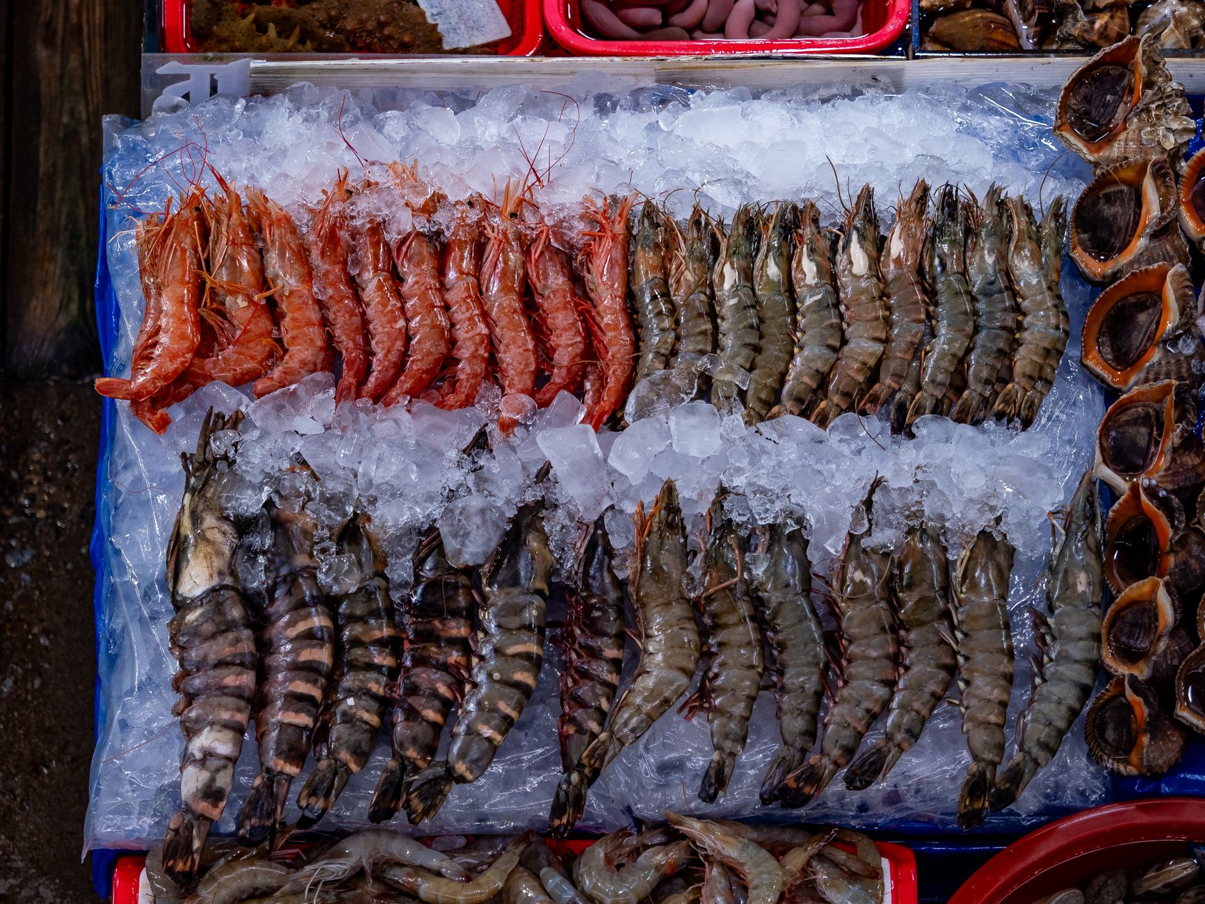 Fresh shrimp displayed on crushed ice at a seafood market